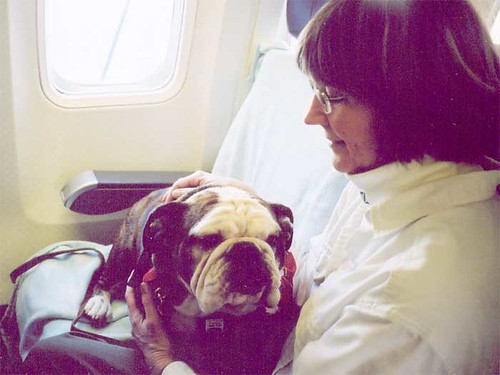 From the Archives - Our Bulldog Flies Home