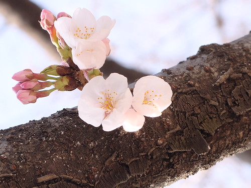Cherry tree blooms