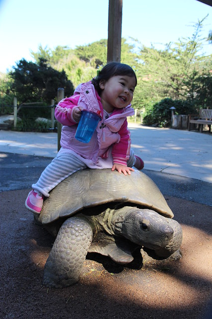 Turtle lover Mio!