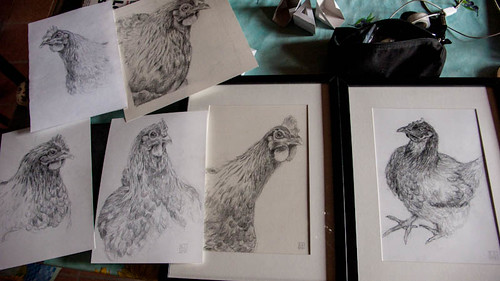 Chickens (pencil drawings)