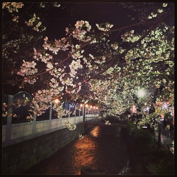 夜桜滿滿