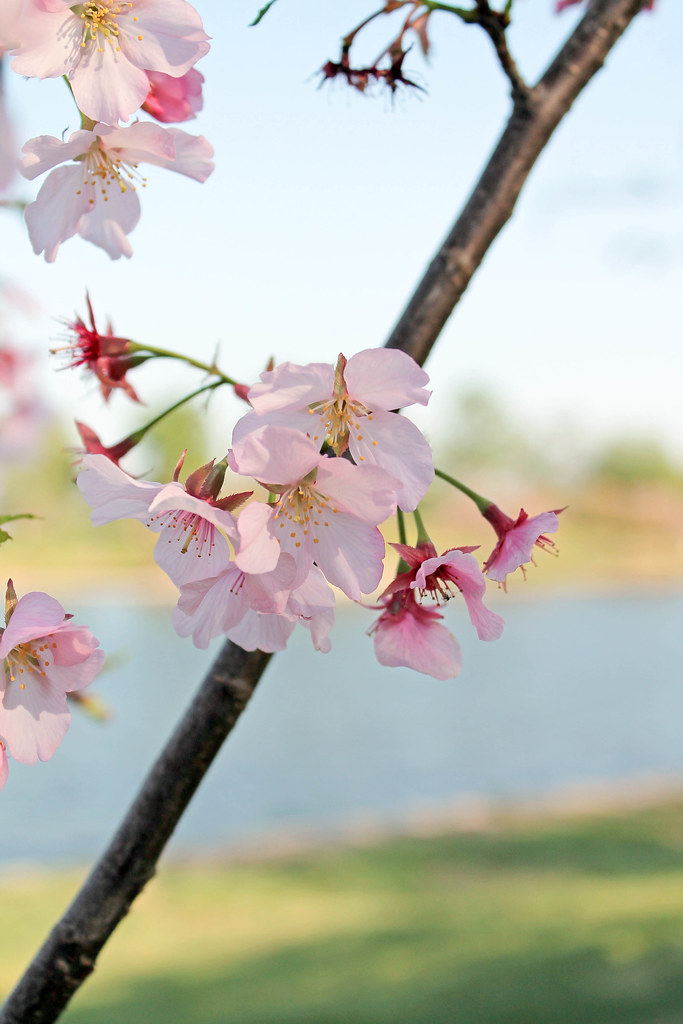 Cherry Blossoms (2)