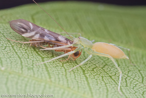 IMG_8893 copy Clubionidae sac spider with caddisfly prey