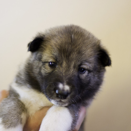 Ike-Kilbe-Pup5-Female(Day 22)-1