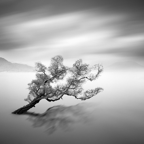 Water Tree 5 by MoisesLevy.com