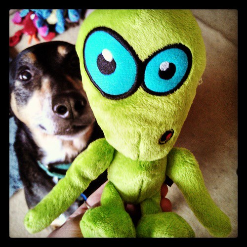 Who's the real alien here? #coonhoundmix #dogtoys Stay tuned for our upcoming #review  #dogstagram #alien #toocute #dogs