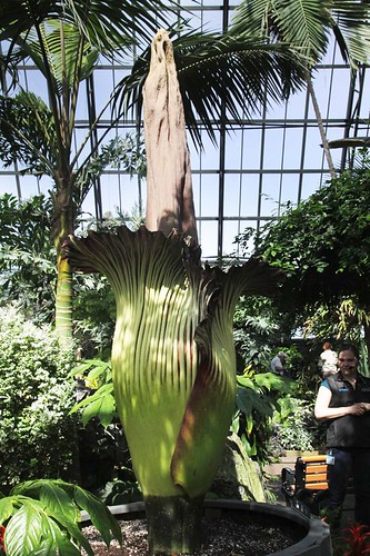 Putrella the Corpse Flower blooms at the Muttart Conservatory