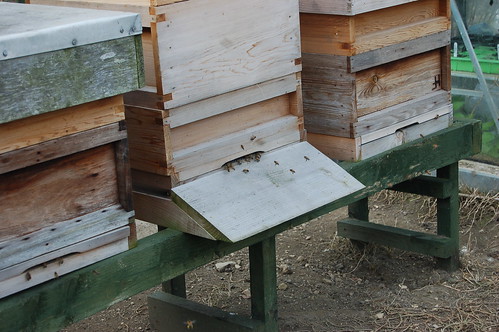 beehives Apr 13
