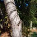 Garden Inventory: Black Pine (Pinus nigra) - 9