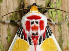 Moths of Ecuador