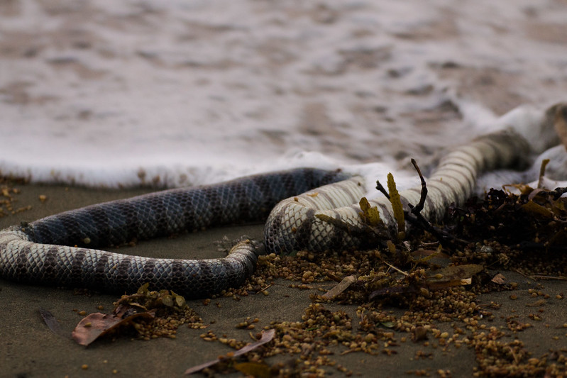 Headless sea snake