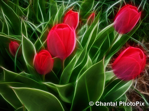 Red Tulips in the Springtime by Chantal PhotoPix