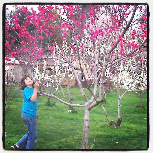 Lucas in the school orchard #waldorf #spring