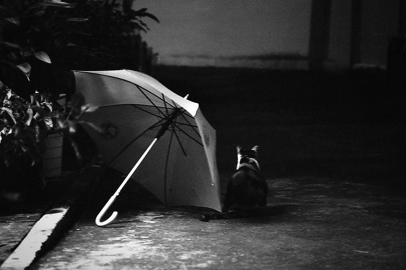 Umbrella and Cat