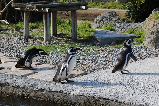 Adorable penguins!