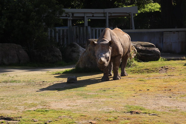Rhinoceros  at the San Francisco Zoo