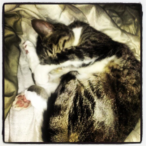 Lemme sleep! #kitty #cat #sleep