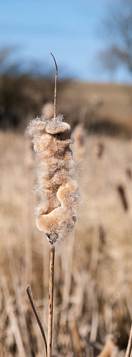 Rushes - seed head