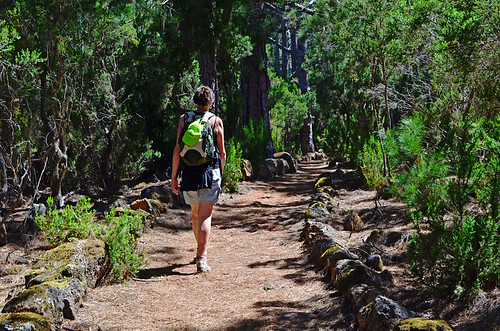 Walking in the pines, La Orotava,Tenerife