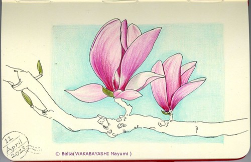 2013_04_11_magnolia_01_s by blue_belta