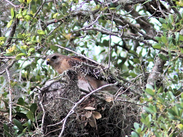 Red-shouldered Hawk nest 20130414