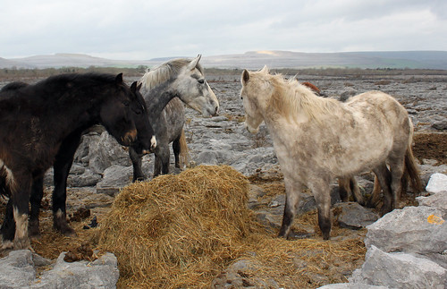 Ponies, hay and limestone: The Burren, Co. Clare. View on black