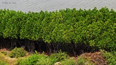 Pitchavaram Mangroves