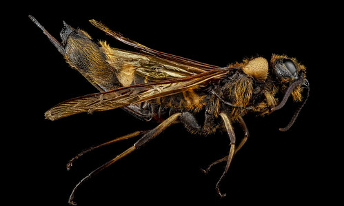 Eriotremex formosanus, F, side, Blount County, Tennessee_2013-02-05-14.27.09 ZS PMax