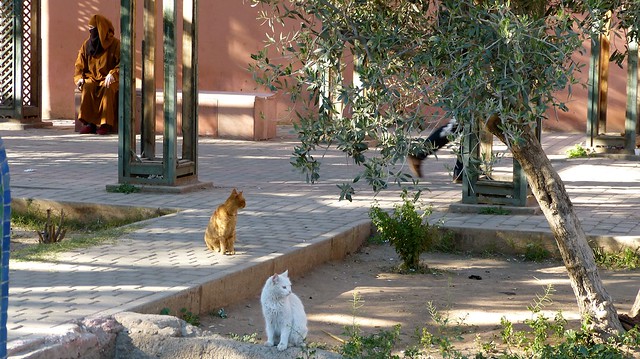 gatos marrakech
