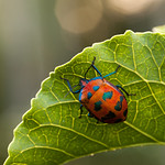 Tectocoris diophthalmus (Cotton Harlequin Bug)