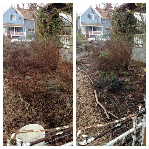 Spring clean up in the garden this weekend, before and after. This is one of about 8 beds we cleaned up. #gardening