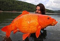 Grote goudvis?