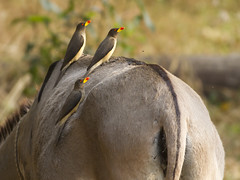 Gulnebboksehakker (Yellow-billed Oxpecker)