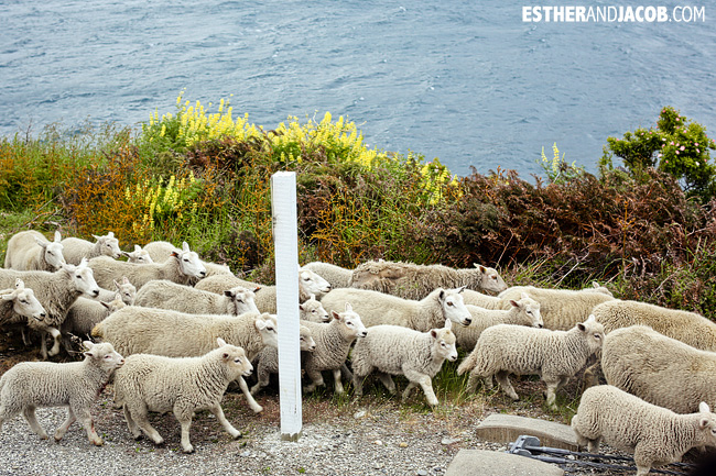 New zealand traffic jam caused by sheep! | Day 7 New Zealand Sweet as South Contiki Tour | A Guide to South Island