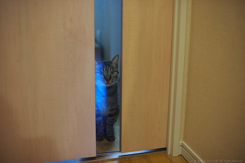 Peeping Cat