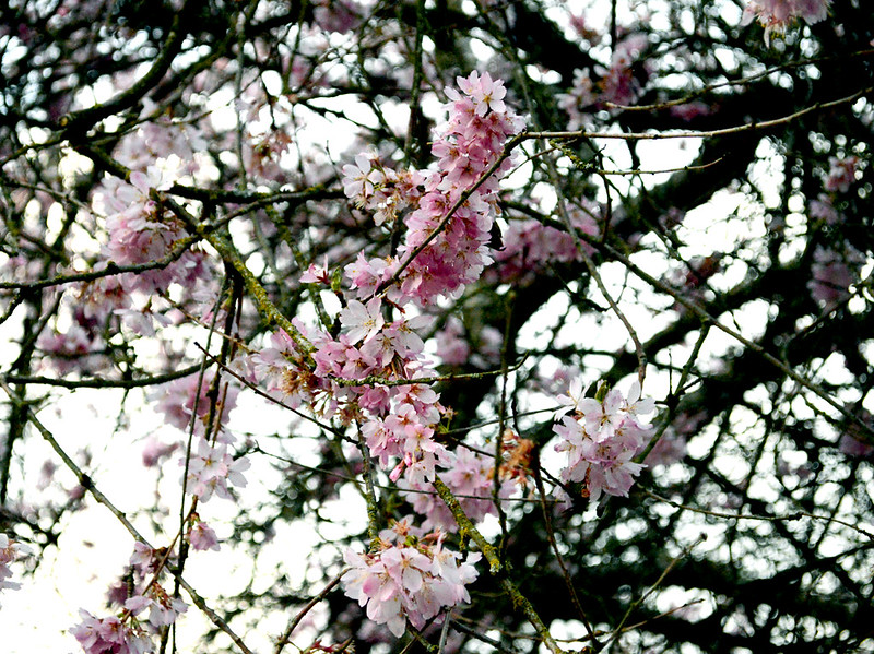 Close Ups Blossoms