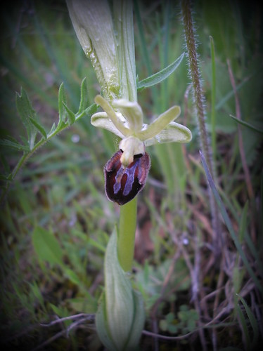 Ophrys spheg. 060510 1