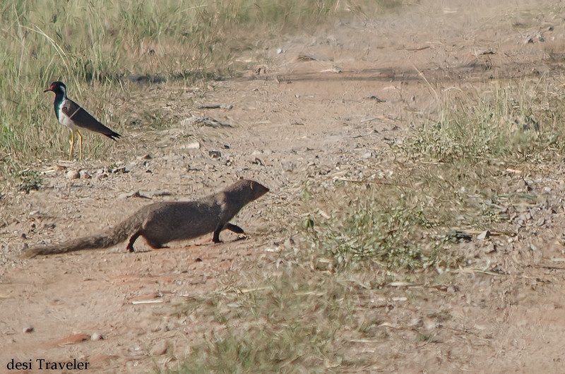 A Mongoose walking on the road with a bird in background