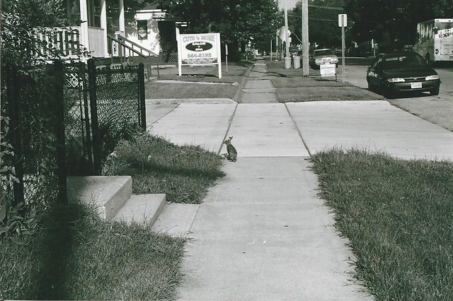 2nd street hare