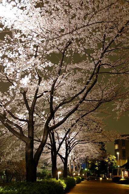 Sakura avenue
