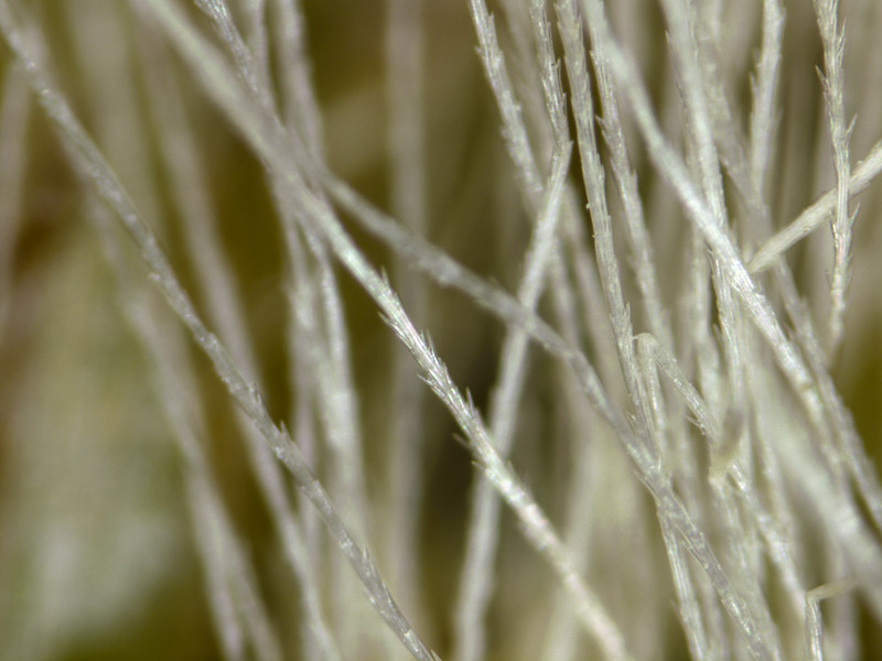 Seed hair of Vernonia cinerea at 99.3X magnification