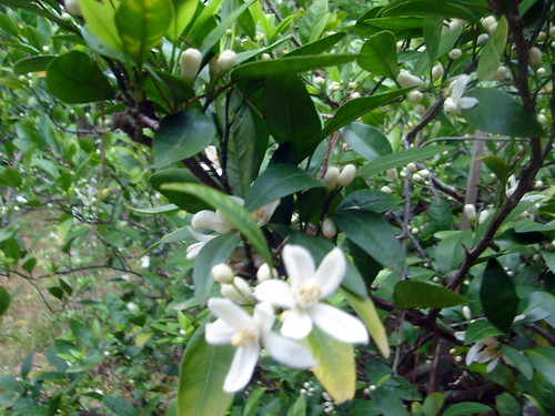 Satsuma Blossoms