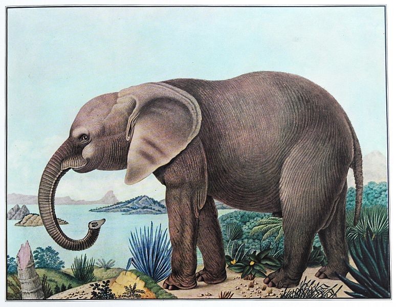 THE BESTIARIUM OF ALOYS ZÖTL (1831-1887) 774px-Der_afrikanische_Elefant