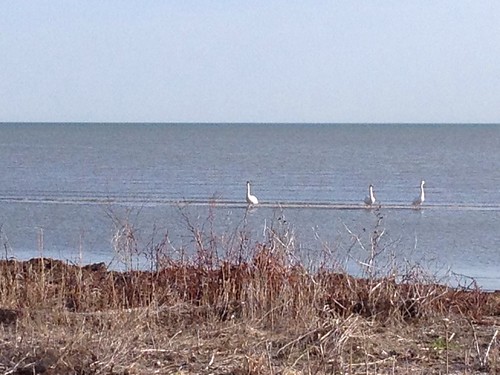 Birds on Lake Erie