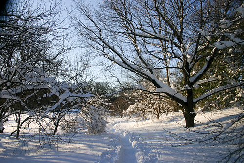 Arnold Arboretum snow