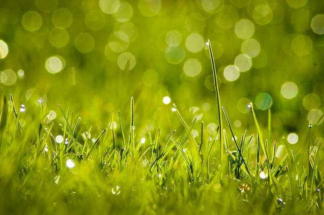Lawn, Dew, Grass, Green, Bokeh, Sparkle, Landscape
