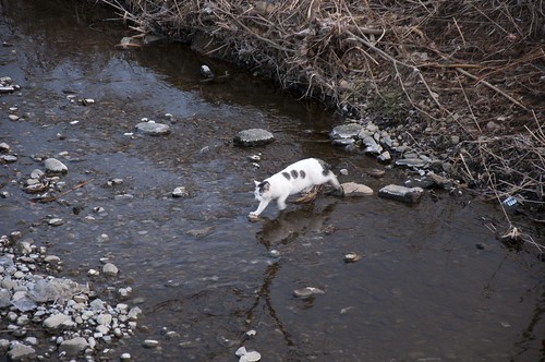 川を渡ろうとする猫 (1)