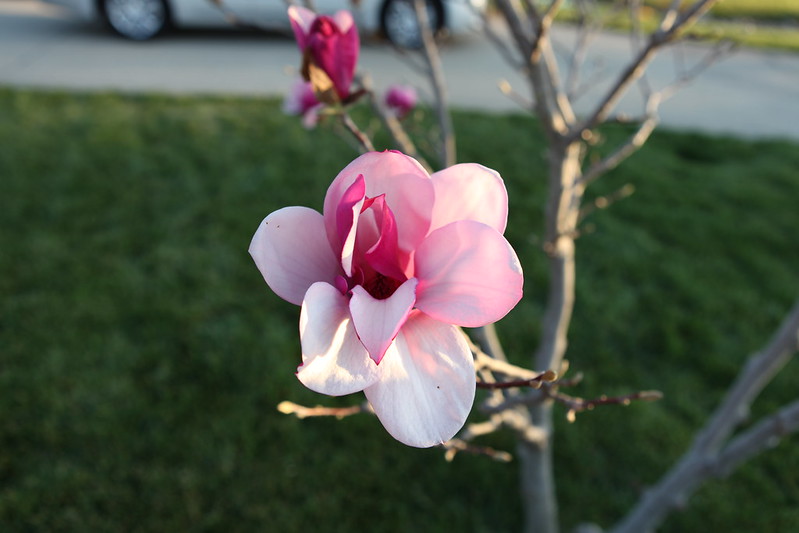 magnolia_65