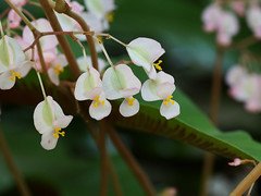 Begoniaceae　シュウカイドウ科