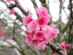 03.02.13 Cherry Blossoms - Wahiawa